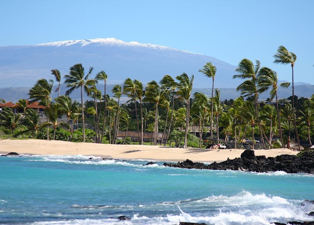 Palm trees and turquoise water on the Big Island coast